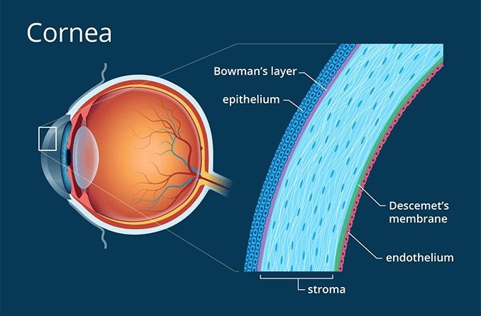 Cornea | Eye Donation