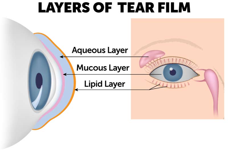 Aqueous, mucous and lipid layers of tear film on cornea.